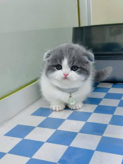 Munchkin Fold