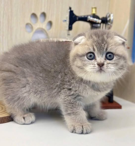 Scottish Fold