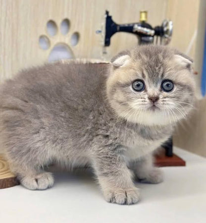 Scottish Fold