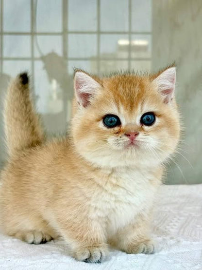 Munchkin