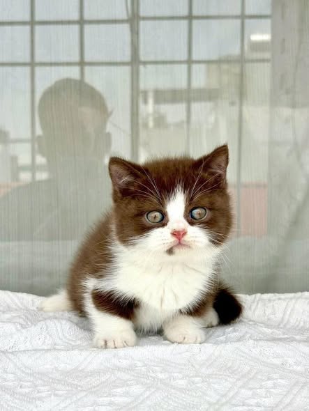 Munchkin