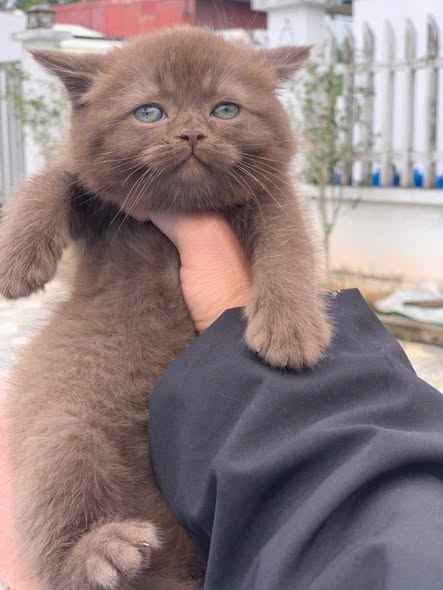 British Shorthair