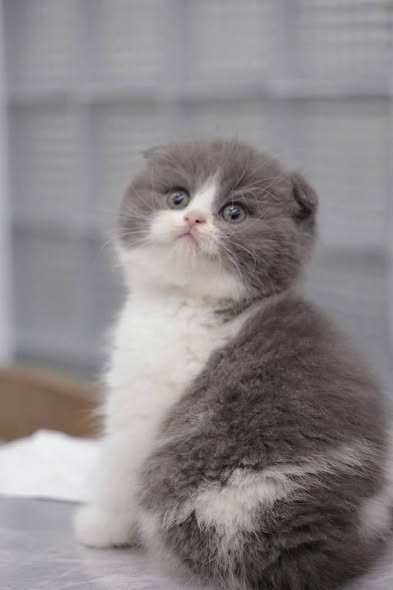 Scottish Fold