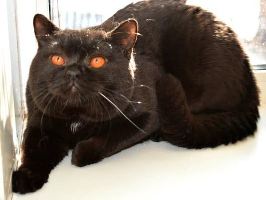 British Shorthair