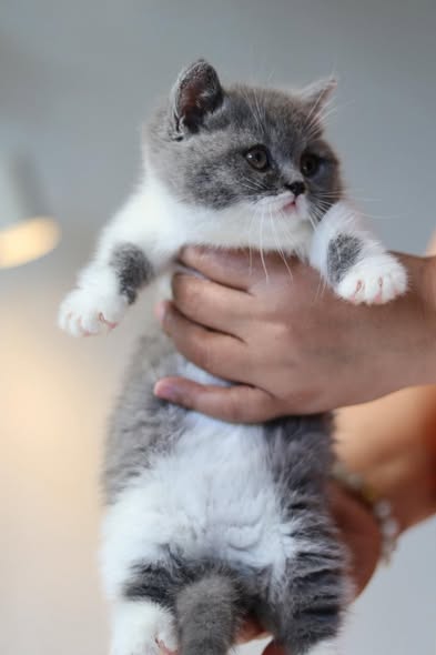 Munchkin