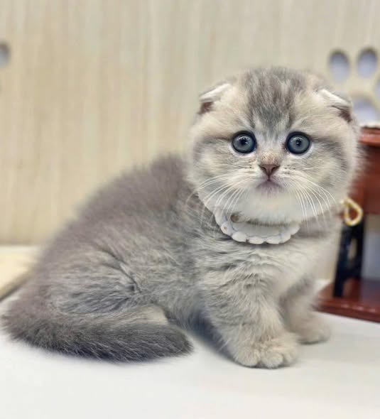 Munchkin Fold