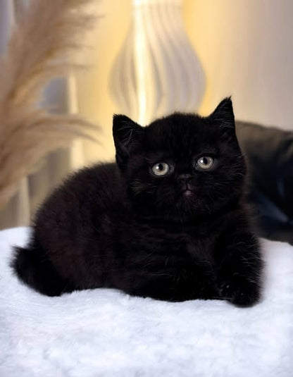 Munchkin