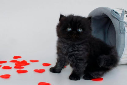 British Longhair