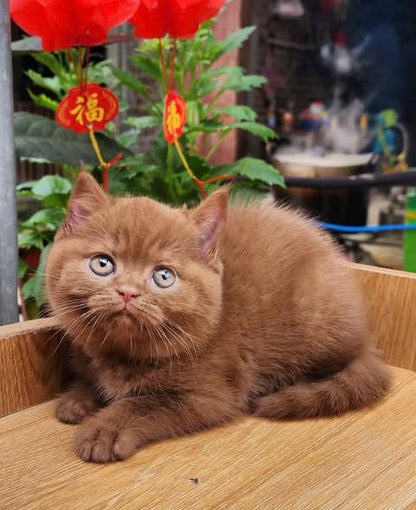 British Shorthair