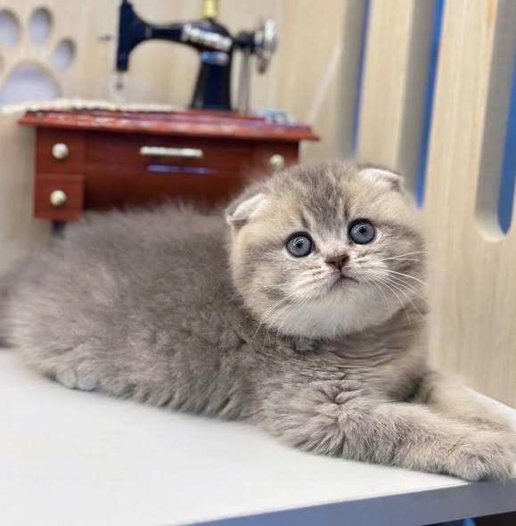 Scottish Fold