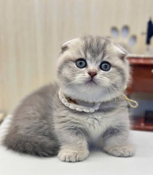 Munchkin Fold