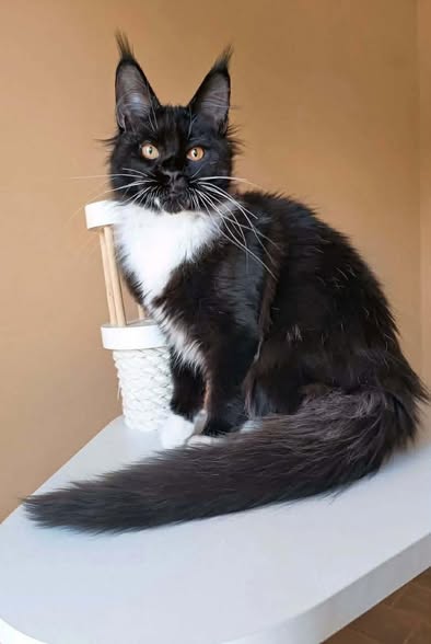 Maine Coon