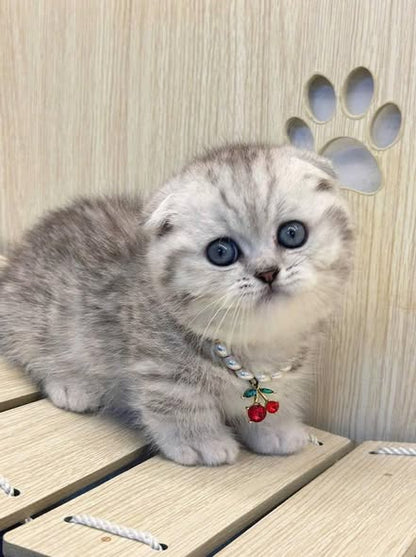 Munchkin Fold