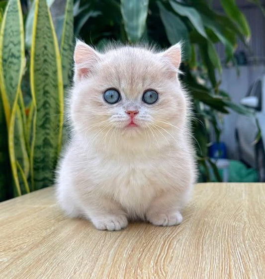 Munchkin