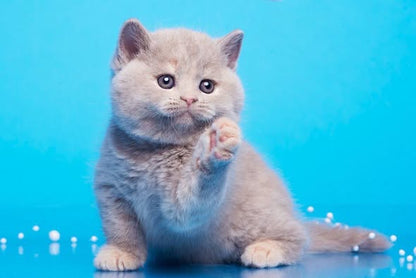 British Shorthair