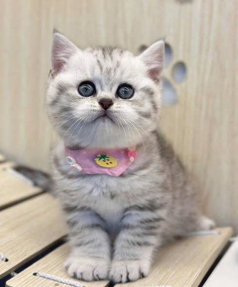British Shorthair