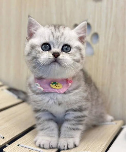 British Shorthair