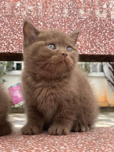 British Shorthair