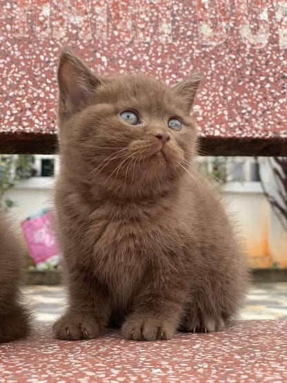 British Shorthair