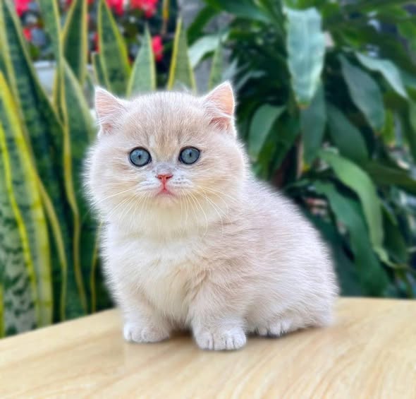 Munchkin