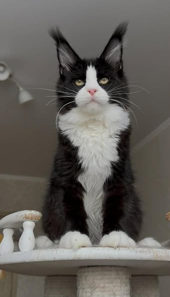 Maine Coon