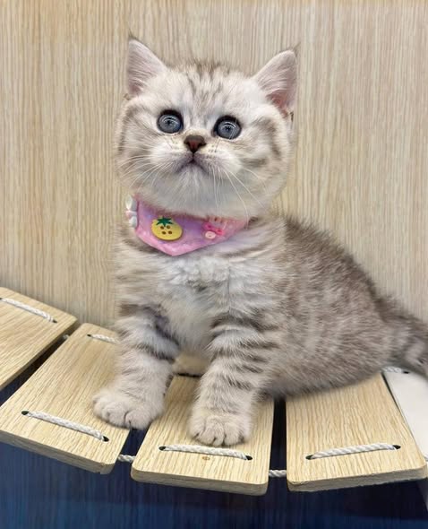 British Shorthair
