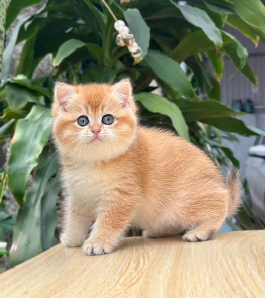 British Shorthair
