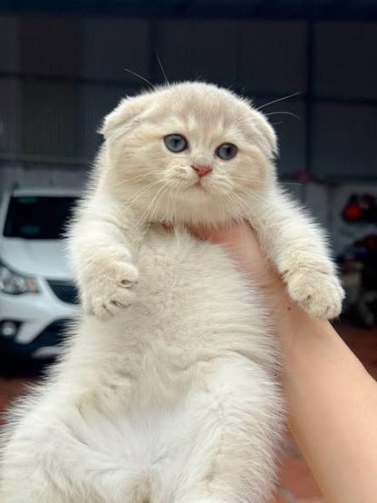 Scottish Fold
