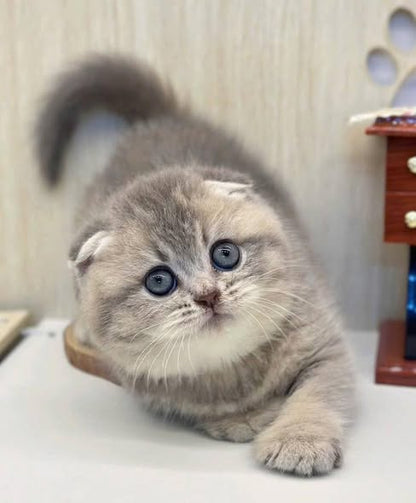 Scottish Fold