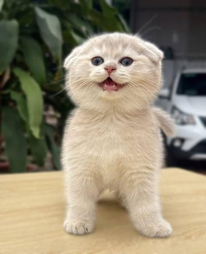 Scottish Fold