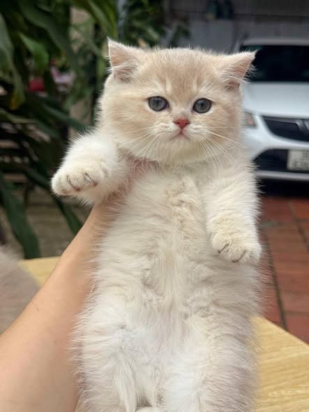 British Shorthair