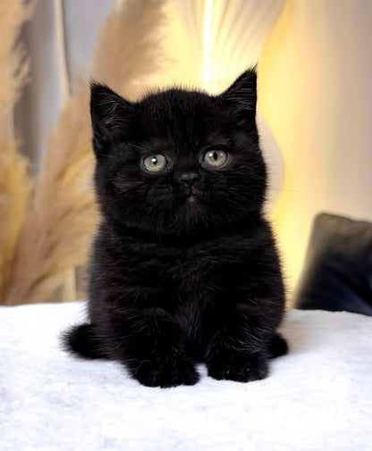 Munchkin