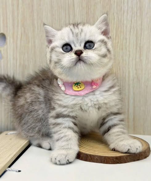 British Shorthair