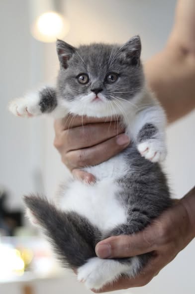 Munchkin