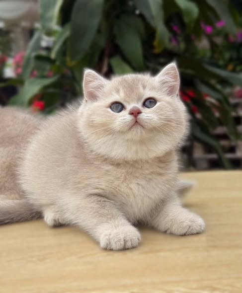 British Shorthair