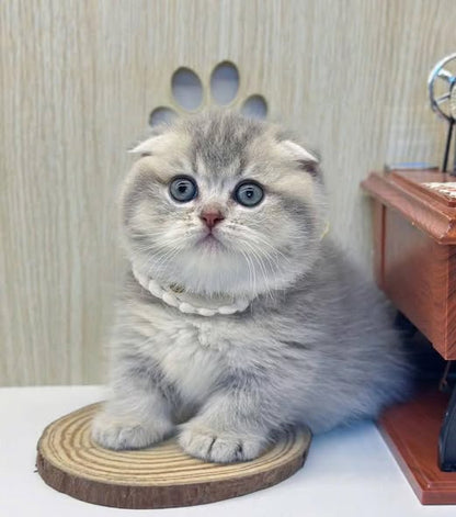 Munchkin Fold