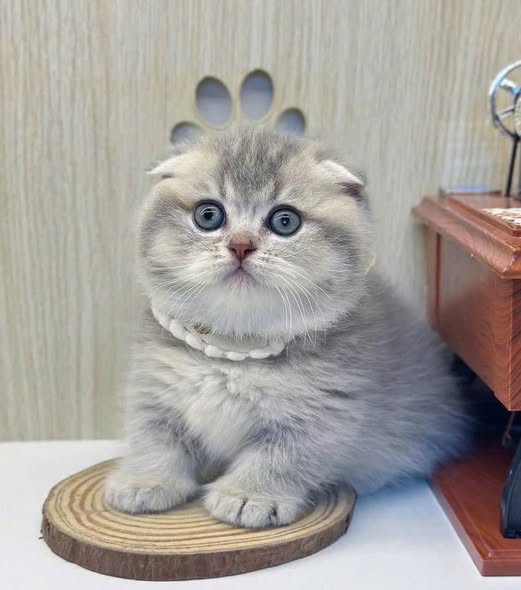 Munchkin Fold