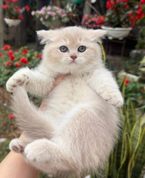British Shorthair