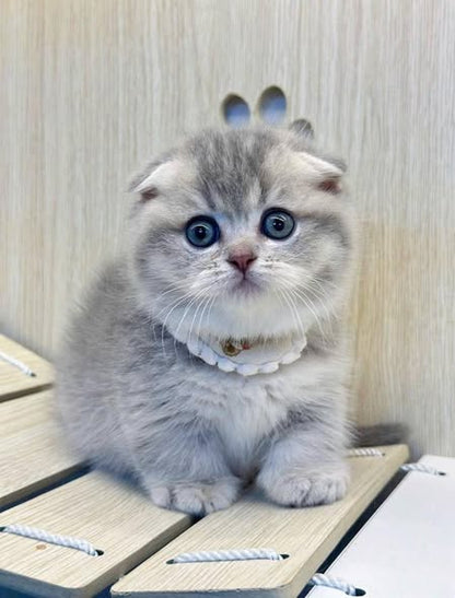 Munchkin Fold