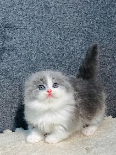 Munchkin Fold Longhair