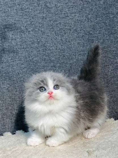 Munchkin Fold Longhair