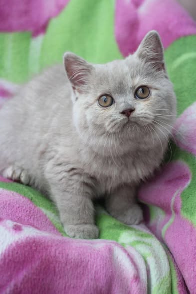 British Shorthair