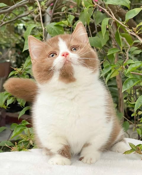 Munchkin