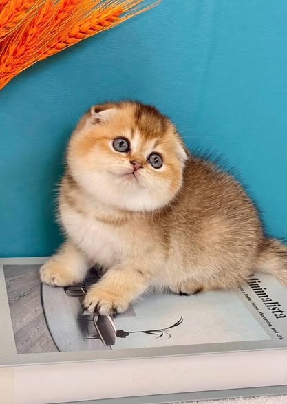 Scottish Fold