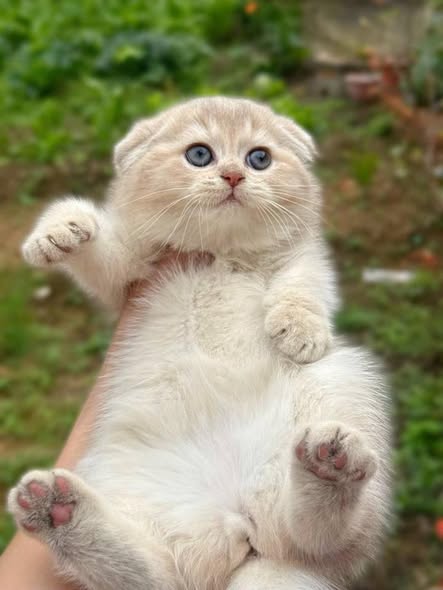 Scottish Fold