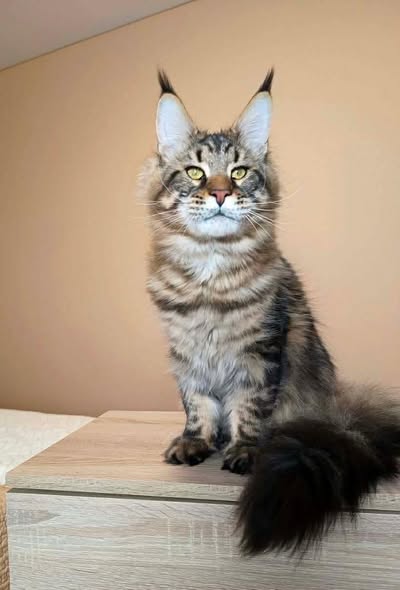 Maine Coon