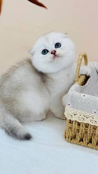 Scottish Fold