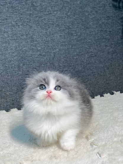 Munchkin Fold Longhair