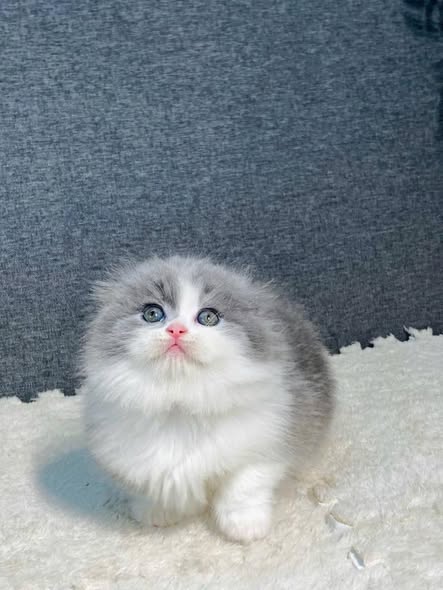 Munchkin Fold Longhair