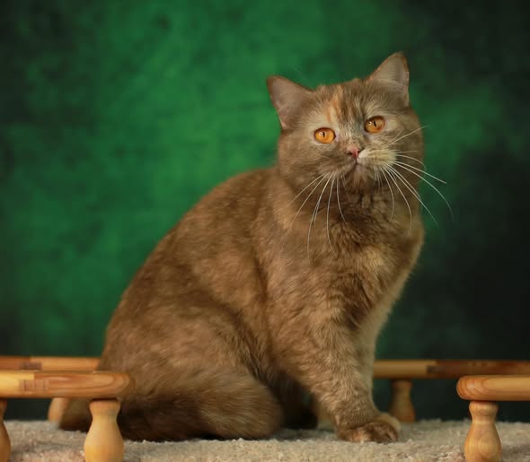 British Shorthair